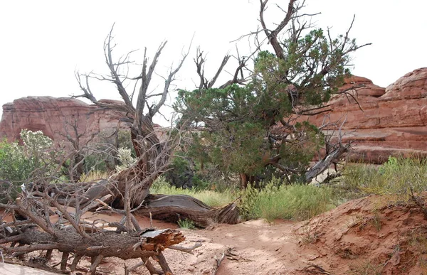 Desert Tree Arches National Park Utah — Stockfoto