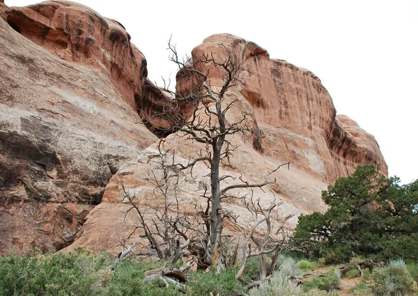 Strom Pouště Národním Parku Arches Utah — Stock fotografie