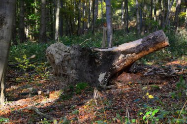 Sonbaharda manzara Harz Dağları 'ndaki Bode Nehri Vadisi' nde, Saksonya - Anhalt