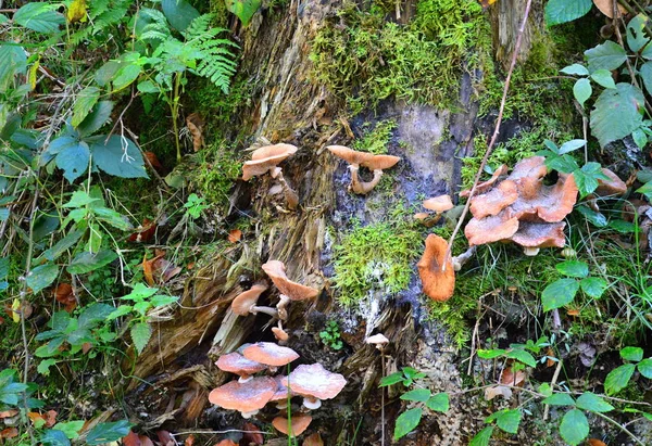 Cogumelos Outono Nas Montanhas Harz Saxónia Anhalt — Fotografia de Stock