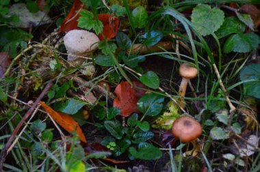 Sonbaharda Harz Dağları 'ndaki Bode Vadisi' nde mantarlar, Saksonya Anhalt