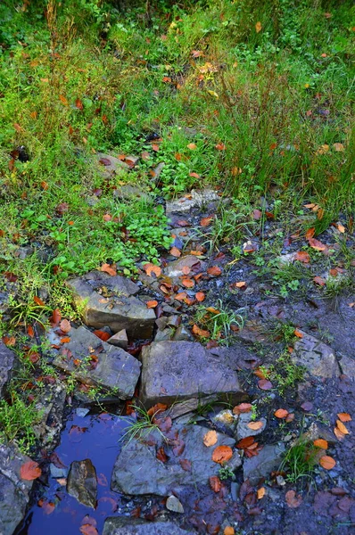 Naturlehrpfad Herbst Tal Der Bode Harz Sachsen Anhalt — Stockfoto