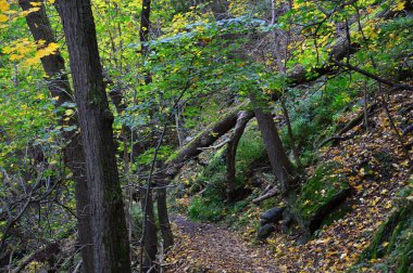 Sonbaharda Bode Vadisi, Saksonya - Anhalt