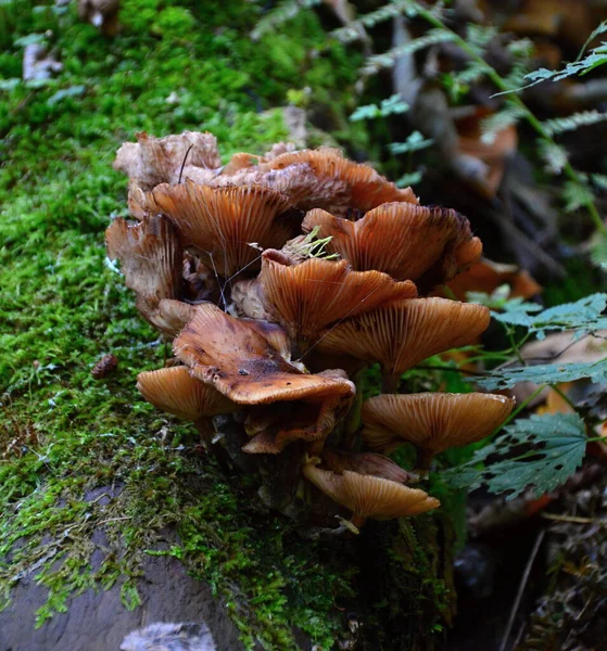 Cogumelos Autum Vale Rio Bode Nas Montanhas Harz Saxônia Anhalt — Fotografia de Stock