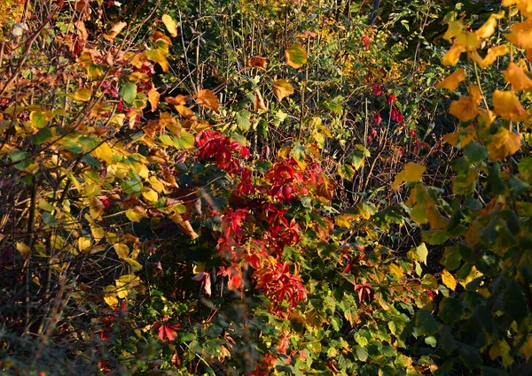 Пейзаж Осенью Долине Реки Боде Горах Гарц Саксония Анхальт — стоковое фото