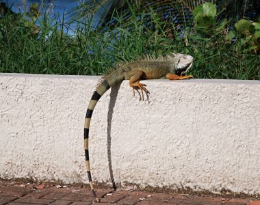 Saurian, San Juan sahilinde, başkent Porto Riko.