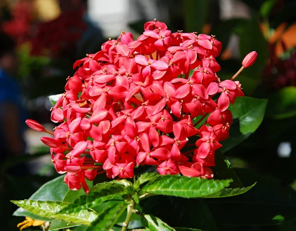 Flor Ciudad Arecibo Puerto Rico — Foto de Stock