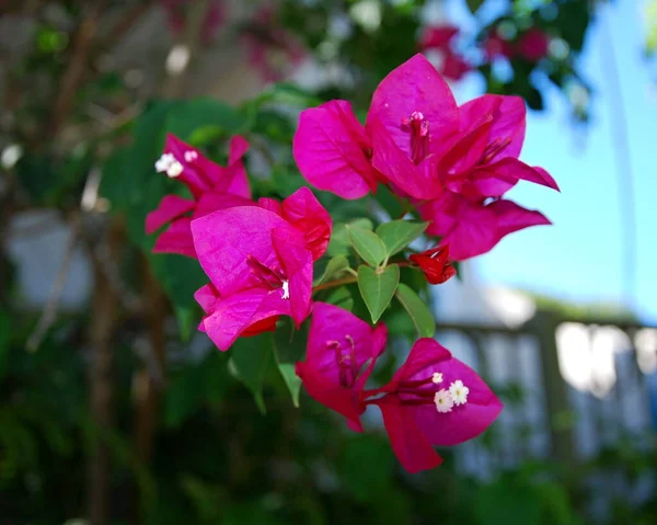 Flor Ciudad Arecibo Puerto Rico — Foto de Stock