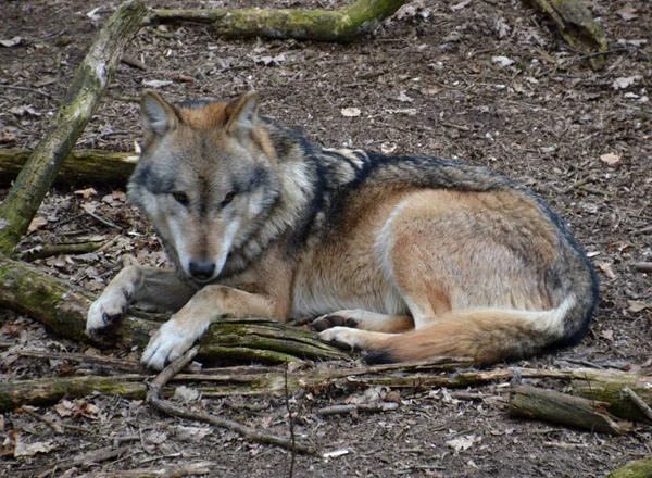 European Grey Wolf Village Barme Lower Saxony — Stock Photo, Image