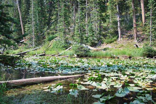 ワイオミング州イエローストーン国立公園の池 — ストック写真