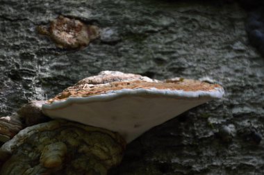 Sonbaharda harz dağlarında mantar, Saksonya - Anhalt