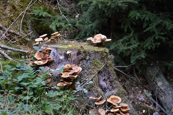 Cogumelos Outono Vale Suental Nas Montanhas Harz Saxônia Anhalt — Fotografia de Stock