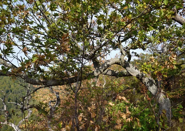 Landschap Herfst Bij Rock Ilsestein Het Harz Gebergte Saksen Anhalt — Stockfoto