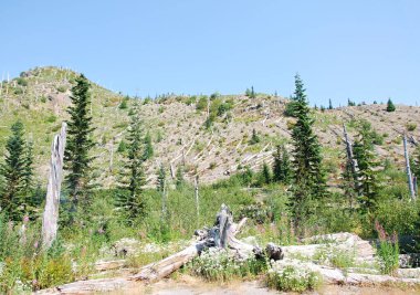 Mount St. Helens Ulusal Volkanik Anıtı, Washington 'daki Dağ Manzarası