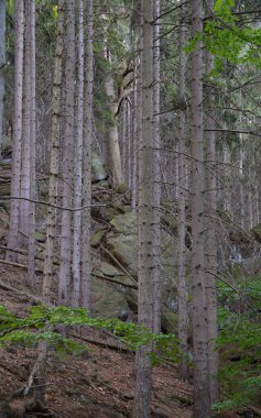 Sonbaharda Harz Dağları 'nda manzara, Saksonya - Anhalt