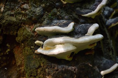 Sonbaharda Harz Dağları 'nda manzara, Saksonya - Anhalt