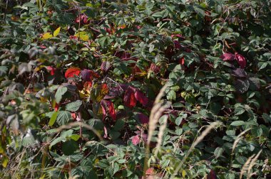 Sonbaharda Harz Dağları 'nda manzara, Saksonya - Anhalt