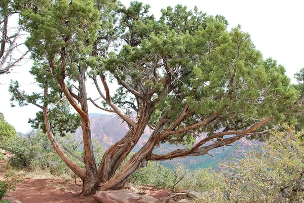 Дерево Гірському Ландшафті Каньйоні Колоб Національний Парк Сіон Юта — стокове фото