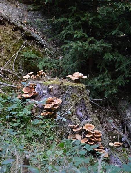 Cogumelo Outono Vale Suental Nas Montanhas Harz Saxônia Anhalt — Fotografia de Stock