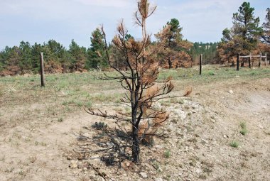 Black Hills, Güney Dakota 'daki Vahşi Yangın' dan sonra manzara