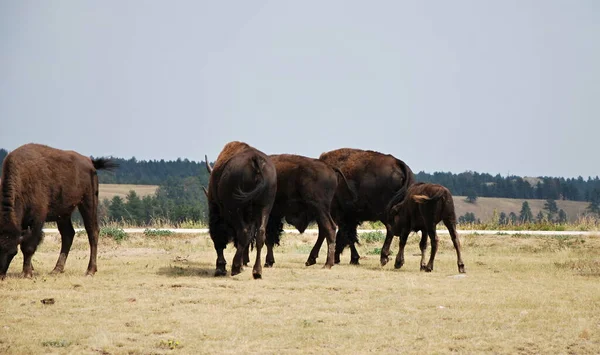 Buffaloes Black Hills Dakota Del Sur —  Fotos de Stock