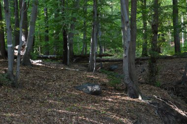 Sonbaharda manzara Harz Dağları 'ndaki Vadi Suental, Saksonya - Anhalt