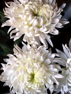 White dahlias, Black background