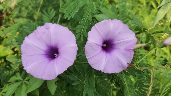 Closeup of Lavender colored Cairo Morning Glory / Ipomoea cairica Flowers