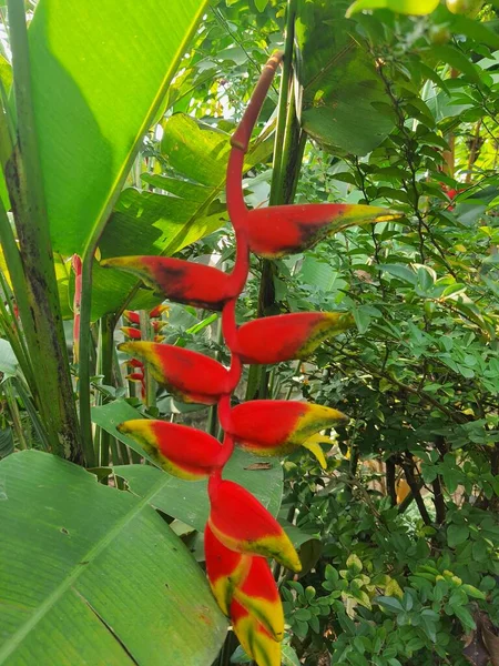 Heliconia is a genus of flowering plants derived from the family Heliconiaceae.