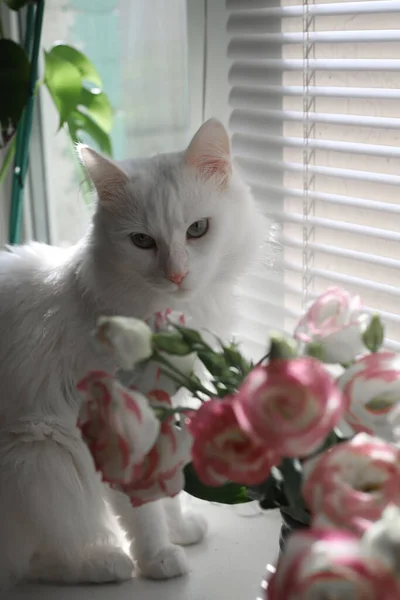 Білий Пухнастий Кіт Зеленими Очима Сидить Вікні Поруч Різнокольоровими Квітами — стокове фото
