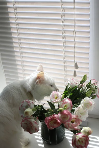 緑の目をした白いふわふわの猫が多色の花や家の花の隣の窓に座っています — ストック写真