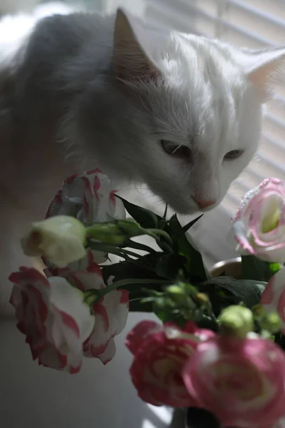 Biały Puszysty Kot Zielonymi Oczami Siedzi Oknie Obok Wielobarwnych Kwiatów — Zdjęcie stockowe