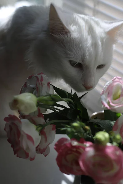 Gato Fofo Branco Com Olhos Verdes Senta Uma Janela Lado — Fotografia de Stock