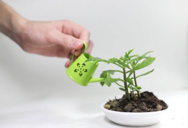 Beyaz yuvarlak bir tabakta, ortasında yeşil bir bitki filizi olan dünya ve üzerinde bir çiçeğin resmedildiği yeşil bir sulama tenekesi olan bir el onu sulamaya hazırlanıyor. Bahçe ve sebze bahçesiyle ilgili broşürler, kitap afişleri...