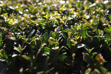 Şafak sökerken delinen bir çalılığın yeşil yaprakları. pankartlar için tıbbi etiketler için not defterleri, defterler ve bulmacalar için