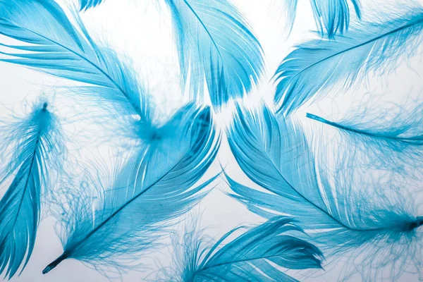 abstract image of fluffy blue feathers on a white background.for labels, flyers, banners, notepads