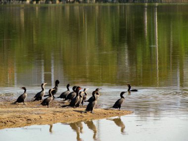 group of ducks on the side of the lake