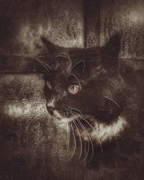 Black Cat. Photo edited with grunge style (more noise and dirt) and retrolux (more light).