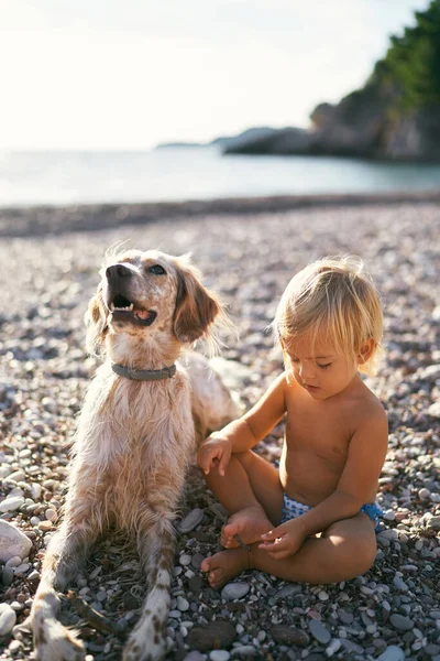 Little girl with a dog sitting on a pebble beach. High quality photo