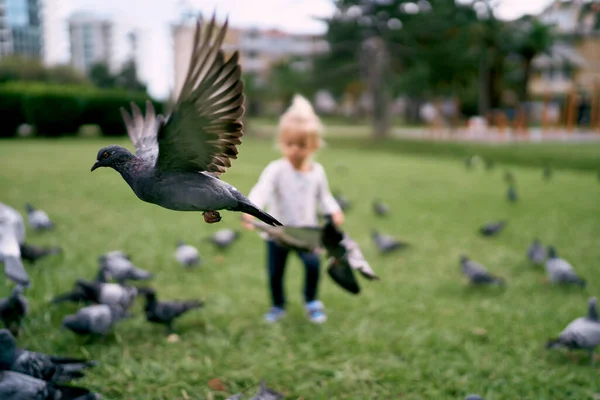 Gray Dove Flies Background Little Girl Standing Green Lawn High — Foto de Stock