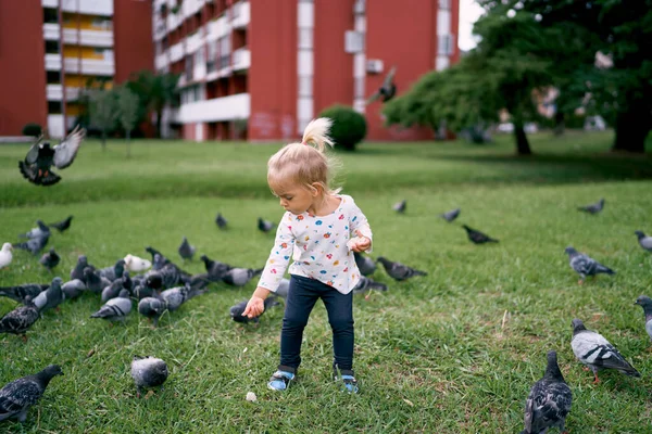 Little girl feeds bread to pigeons on a green lawn. High quality photo