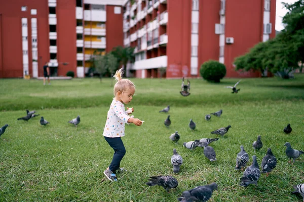 Little girl feeds bread to pigeons on a green lawn in front of an apartment building. High quality photo