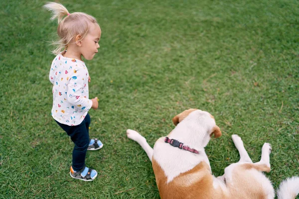 Little girl stands on the lawn and looks at a lying dog. High quality photo
