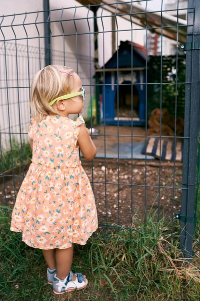 小女孩和一条狗站在鸟舍附近 后视镜高质量的照片 — 图库照片