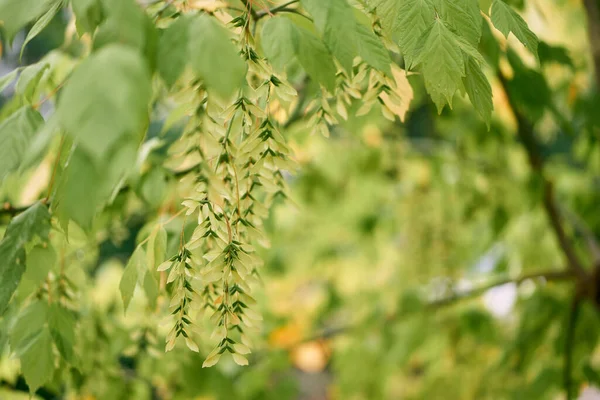 Yeşil yapraklar arasında kanatlı Çin fındığı tohumu. Yüksek kalite fotoğraf