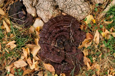 Ağaç kökünde kahverengi bir mantar. Üst Manzara. Yüksek kalite fotoğraf
