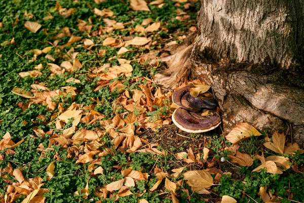Kurumuş yaprakların arasında, ağacın köklerinde kahverengi bir mantar yetişir. Yüksek kalite fotoğraf