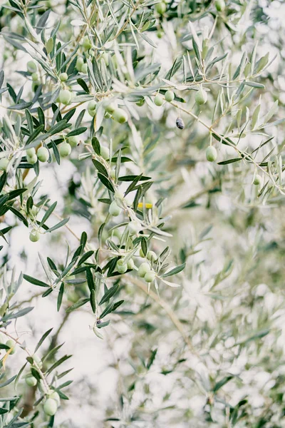 Green olives grow on green tree branches. Close-up. High quality photo