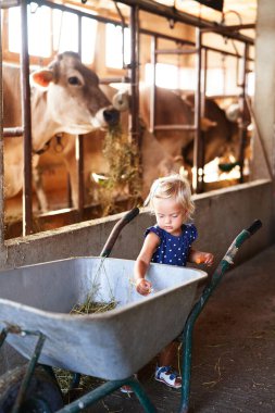 Küçük kız, ineklerle dolu bir ağılın yanındaki bir çiftlikte metal bir el arabasının yanında duruyor. Yüksek kalite fotoğraf