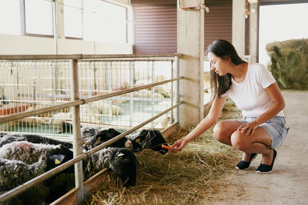 Young woman squats in front of a paddock and feeds carrots to sheep. High quality photo